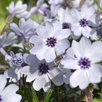 Phlox subulata 'Bavaria'
